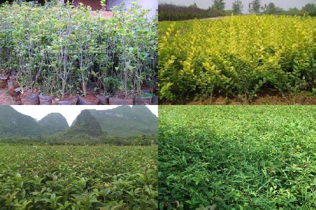 砍桂花树1672938507791