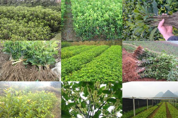 十公分的桂花树价格多少钱一棵1689726711912
