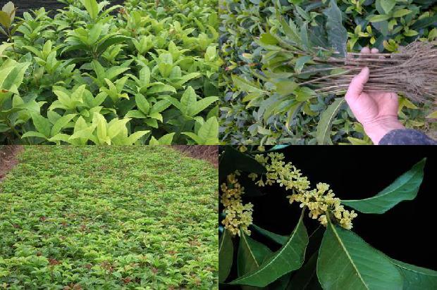 桂花树价格行情分析表最新1690417622489