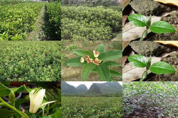 盆栽桂花树施什么肥好1672938755041