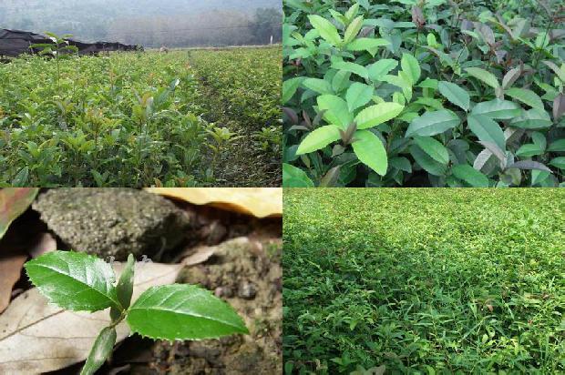 盆栽桂花树施什么肥好1672938755047