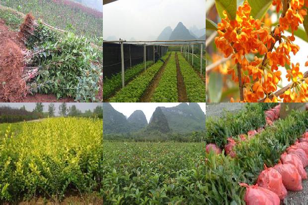 桂花树苗怎样培育出来1672938836233