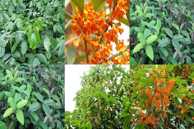 桂花树是什么季节开放的花1672938858765