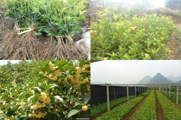 桂花树苗怎么移栽1672938912787