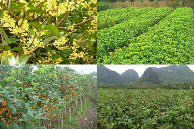 院子桂花树栽几棵1672938959702