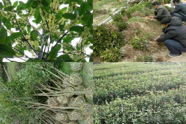 桂花黑乌龙茶的功效与作用及禁忌1689381677610