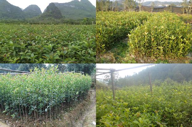 一株桂花树施多少肥合适1688433826724