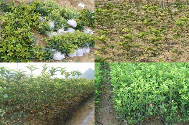 桂花树什么季节施肥最好1672939161193