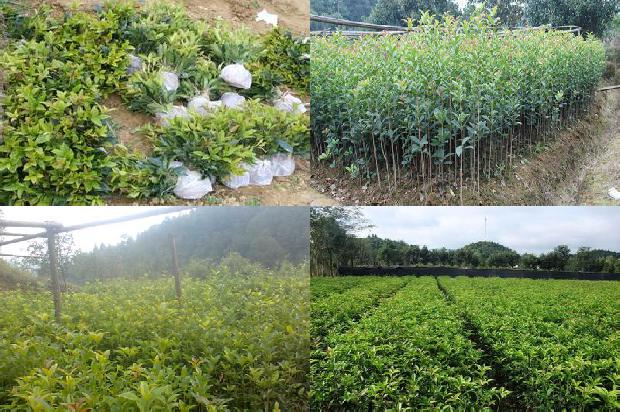 桂花树品种及价格表1672939266045