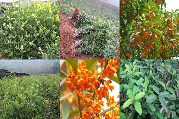 桂花树种什么时候种植最好1688948350309
