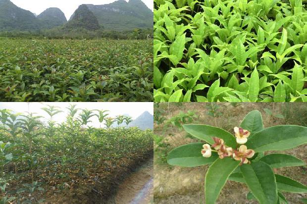 成年桂花树市场价格1672939416032