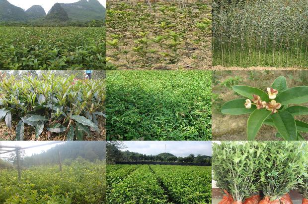 直径25公分桂花树值多少钱1672939492860