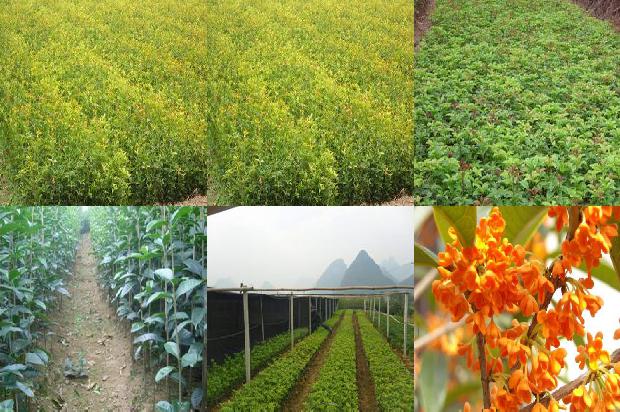 10公分桂花树价钱1672939614226