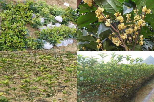 8公分桂花树多少钱一棵1672939669966