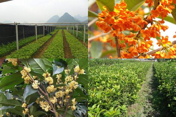 20公分的桂花树价格1672939776369