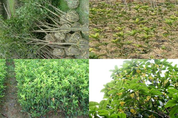 12公分桂花树价格表