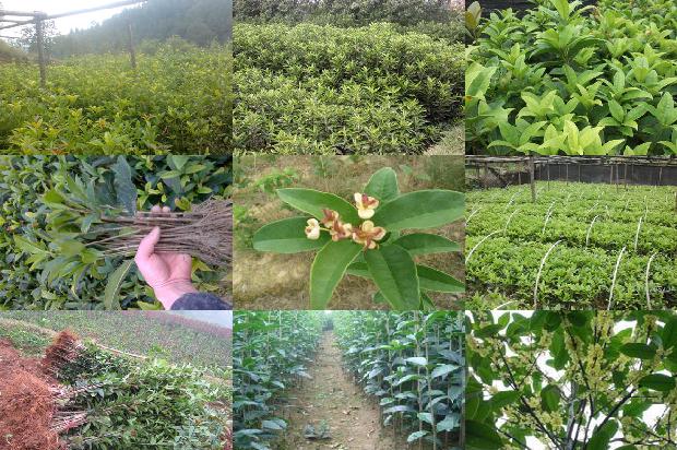 10公分桂花树的价格是多少1672939796303