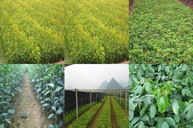 十八公分桂花树价格1672940556009