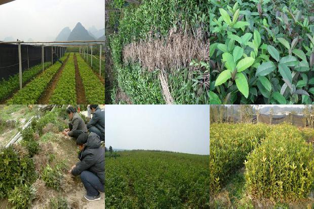 桂花在什么季节嫁接最好1688792962952