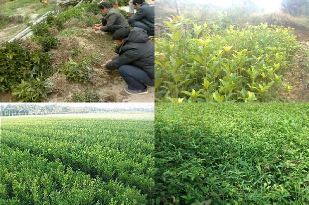 最值钱的桂花树种子是什么颜色的1688693601407