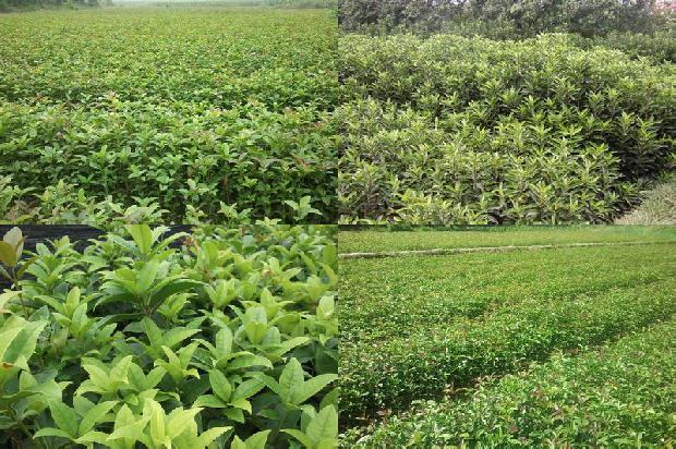 桂花乌龙茶价格多少钱一斤1689467869588