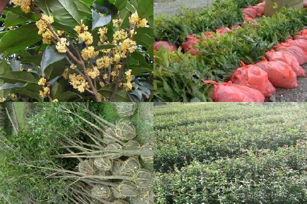 直径8公分桂花树价格1672940648318