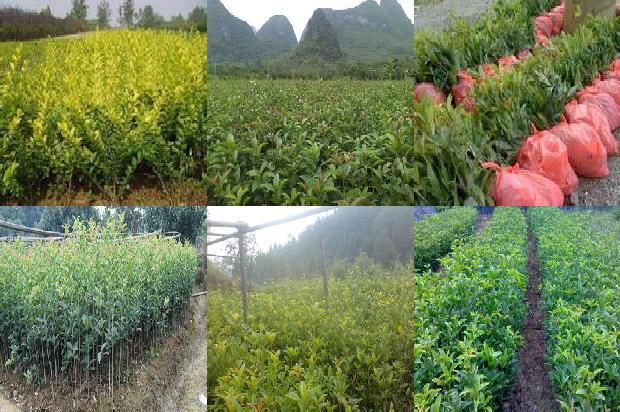 山东桂花什么时候移栽最好1690331765450