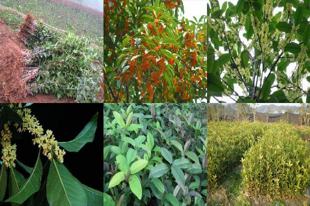 8公分的桂花树