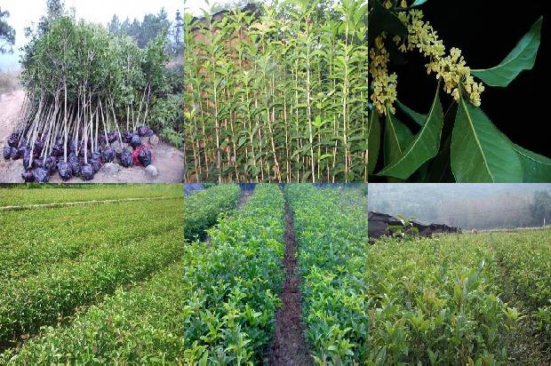 在哪里可以卖掉桂花树树1672940882528