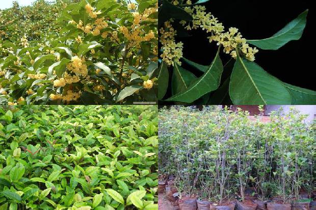 15公分桂花树最新价格1672941179317