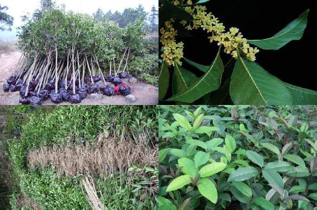 桂花树采购价格表最新1689899231701