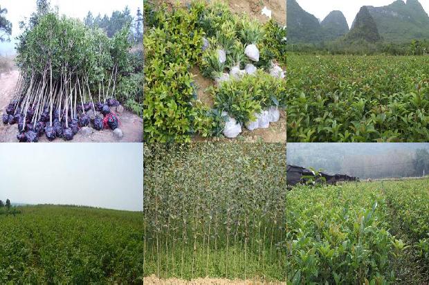 桂花树的基本资料1672941672480