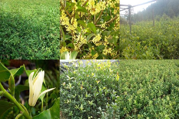北方适合种植桂花树吗1672941782825