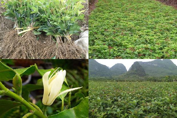 桂花树好活吗1672941994996