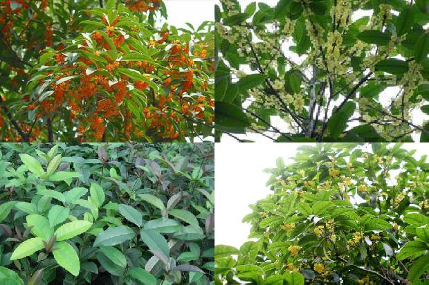 桂花树大树庭院