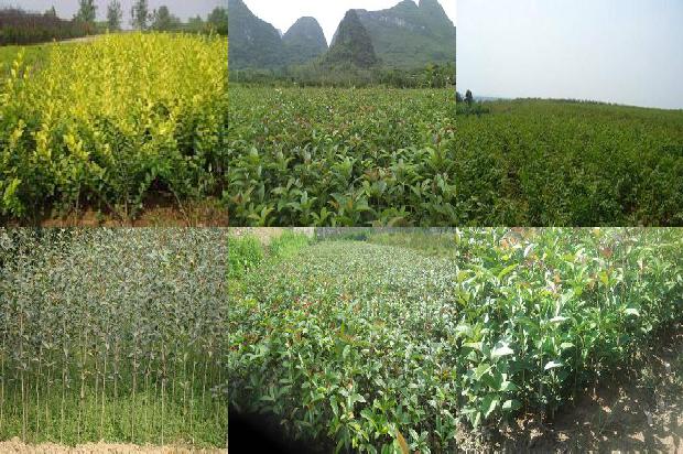 桂花树用什么树嫁接1672942159000