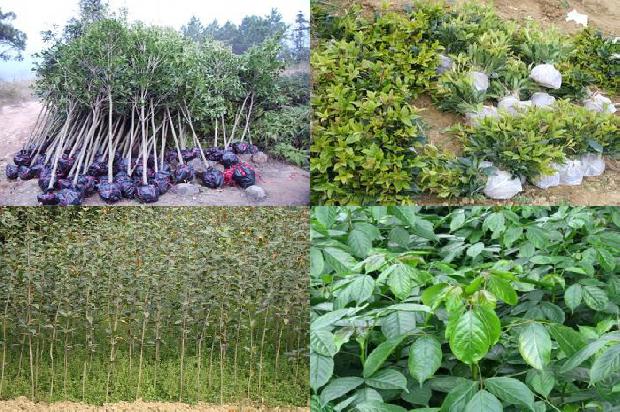 桂花树的茎