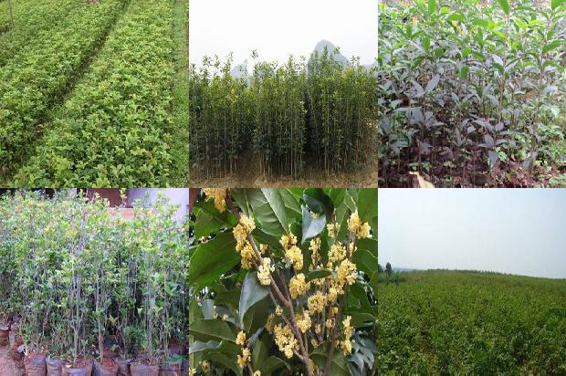 桂花树在什么树上嫁接1673067644962