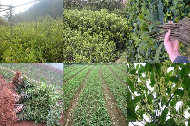 桂花树庭院种植方位图1673069374750