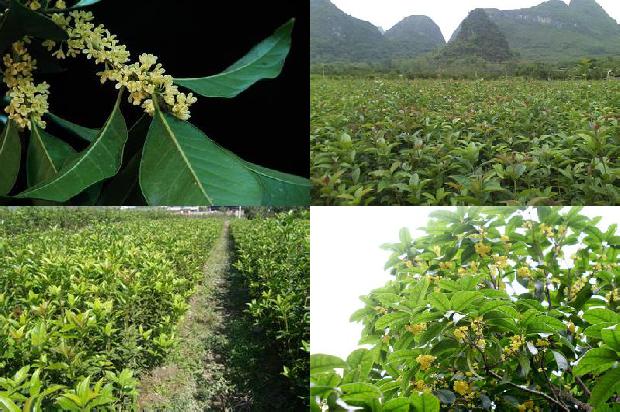 桂花树能种北方吗1673069423164