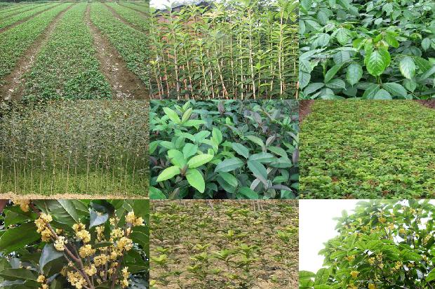 红茶陈皮桂花茶功效与作用1689208198670