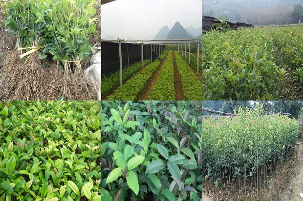 北方种植桂花树能活吗1673070039468