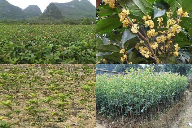 桂花树是属于什么植物1673137467176