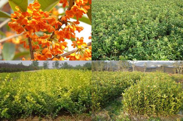桂花树是属于什么植物1673137467182