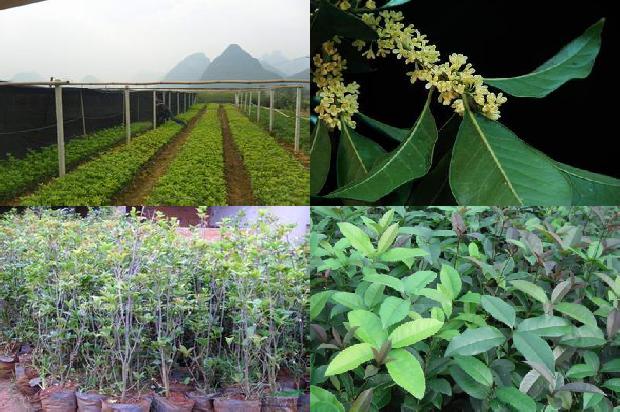 桂花树的缺点1673137675962