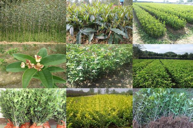 适合北方庭院种植的桂花树种1688431771694