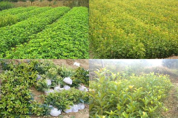 桂花红糖茶的功效与作用及禁忌1689381804739