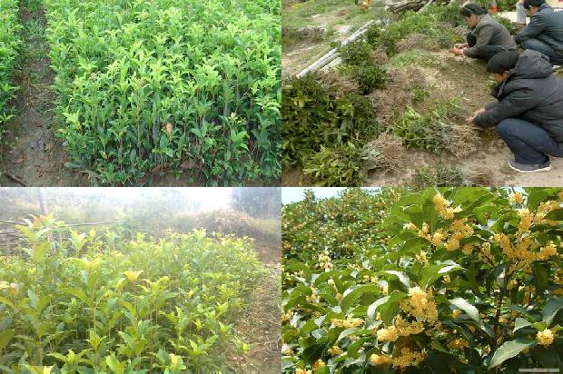 新鲜桂花怎么做成干桂花1689035022007