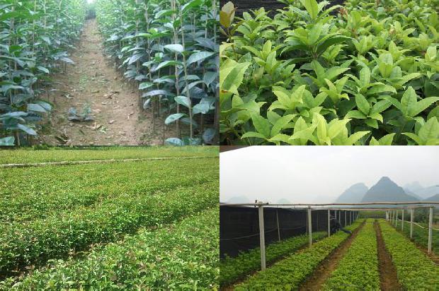 桂花茶时间长了可以喝吗1689381579510