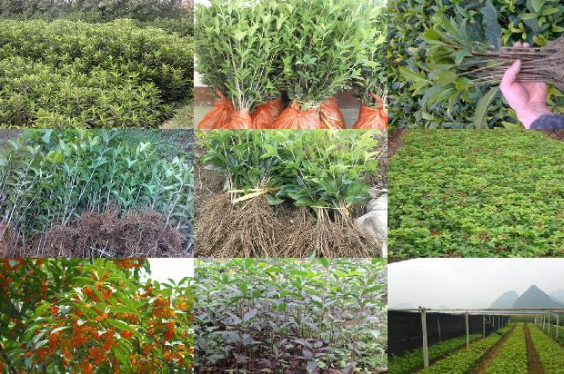 桂花泡茶用量多少1688949041811